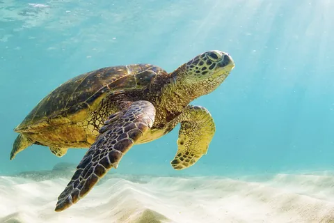 Zeeschildpad