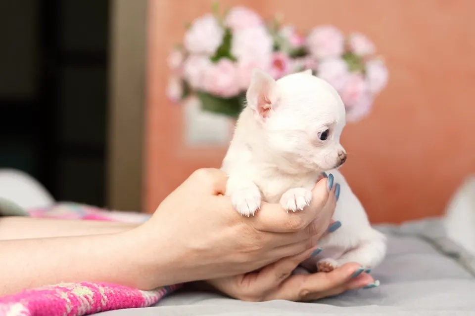 [Animado] Cachorros peluditos