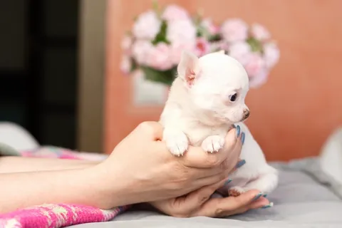 【動く】ふわふわ子犬