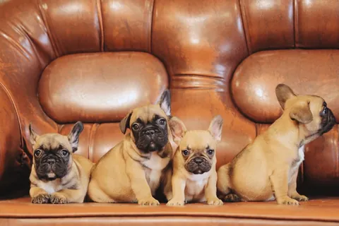Cinco cachorros de bulldog francés