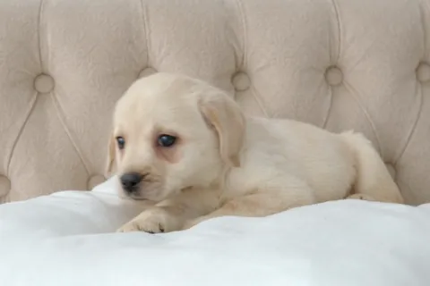 Cachorro de labrador retriever