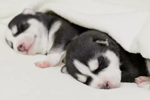 Dos cachorros de husky siberiano