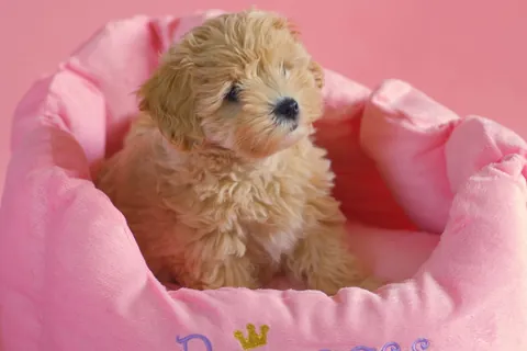 Cachorro maltipoo