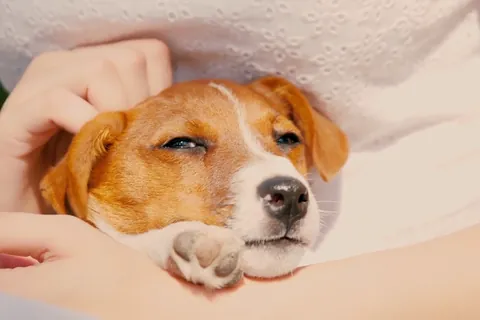 Cachorro de jack russell terrier