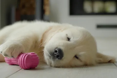 Cachorro de golden retriever