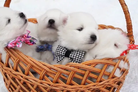 Cuatro cachorros de spitz japonés