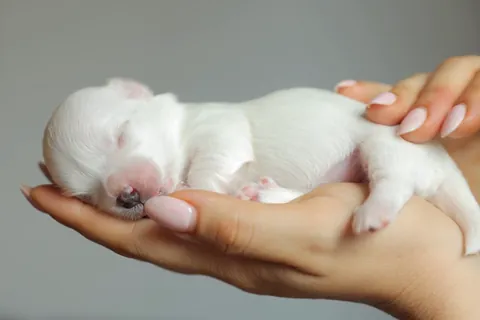 Cachorro de maltés