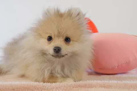 Cachorro de pomerania
