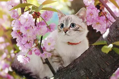 花と猫