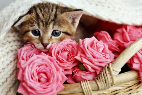 薔薇の花籠