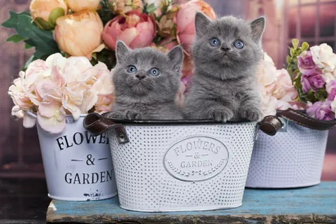 バケツに入った様々な花