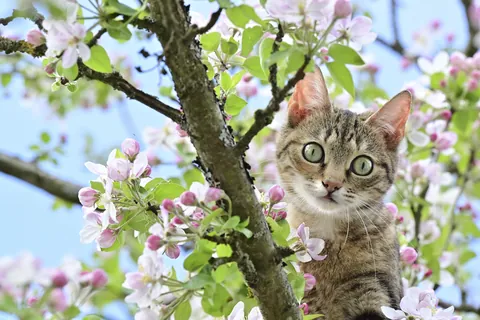 リンゴの花