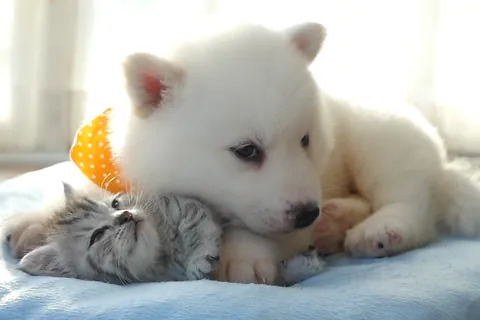 Puppies and kittens