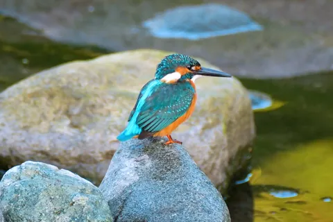 Common kingfisher