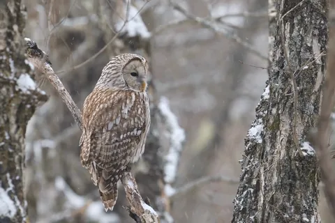 Yezo Ural Owl