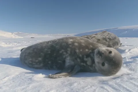 Weddell seal