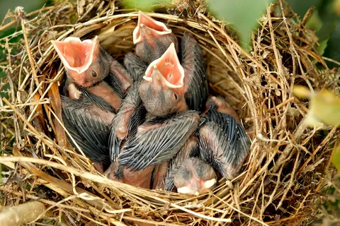 Chickadee Chicks
