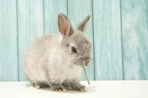 Netherland Dwarf rabbit
