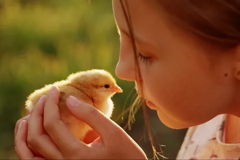 Chick and girl