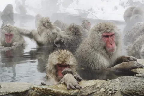 Snow Monkeys