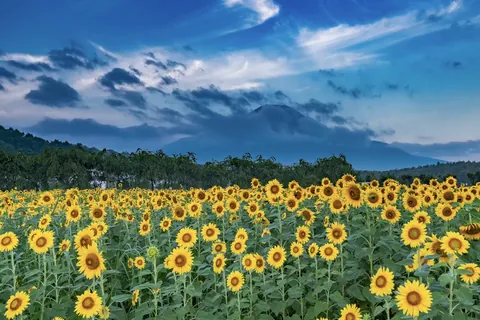 Monte Fuji e campo de girassóis, Yamanashi