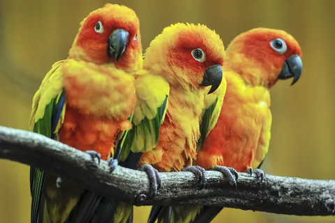 コガネメキシコインコ