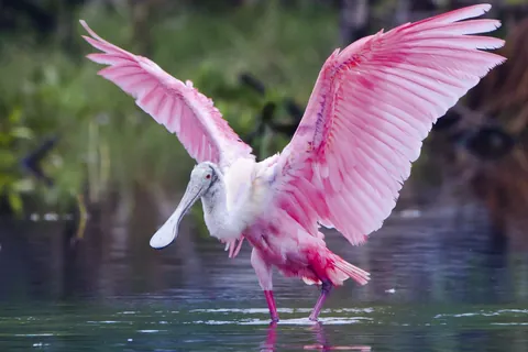 ベニヘラサギ