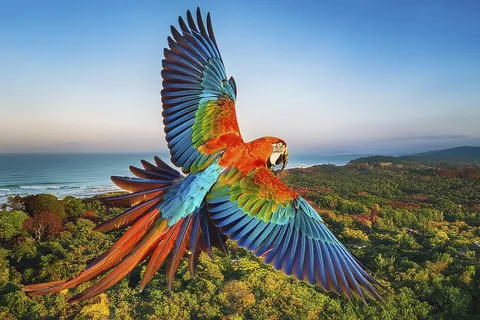 コンゴウインコ