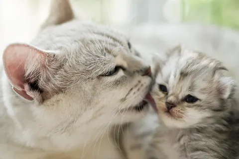 動物たちの親子愛