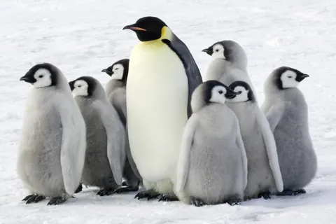コウテイペンギン