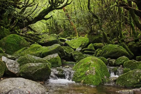屋久島 / 日本
