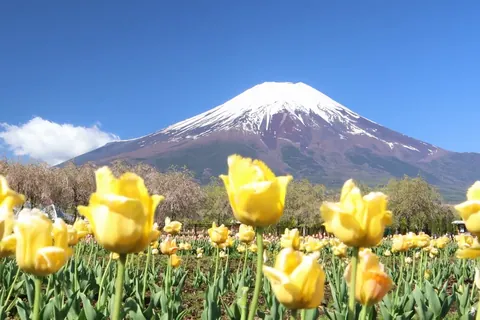 【動く】花景色