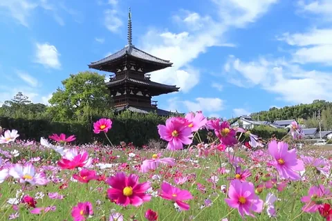 コスモスと法隆寺