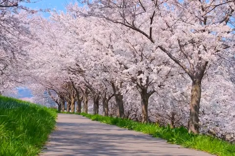 大河津分水の桜並木