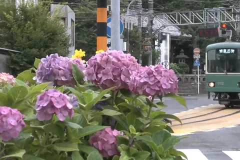 藤沢市の紫陽花