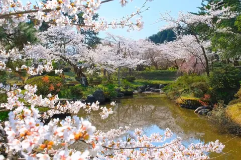 新潟県村松公園の桜