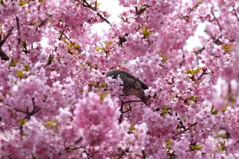 河津桜とヒヨドリ