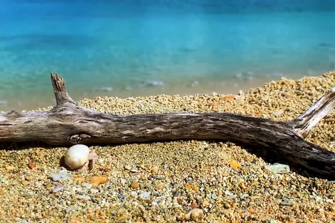 沖縄の青い海とヤドカリ