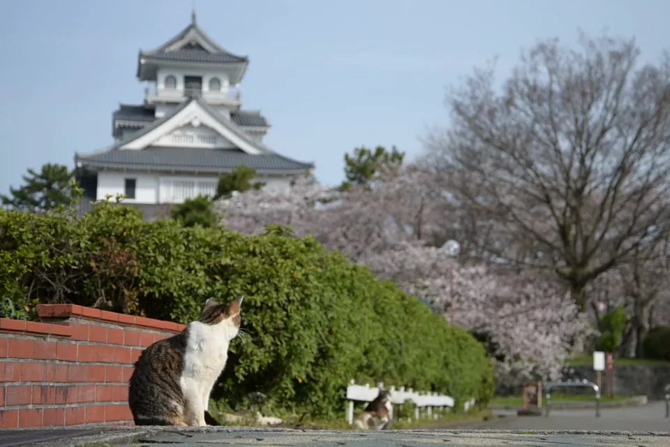【動く】そとねこ