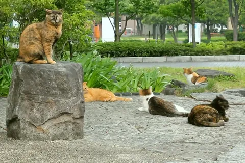 公園でのんびりする猫たち