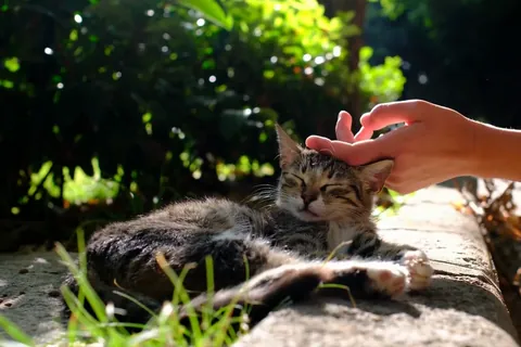気持ちよさそうに撫でられる猫