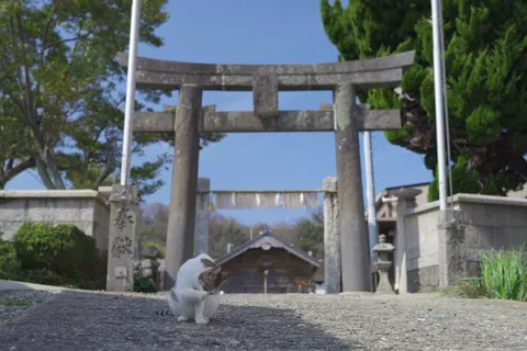 鳥居の下でくつろぐ猫