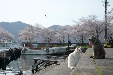 漁港で春を過ごす猫の夫婦