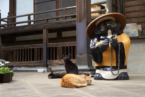 お寺の境内でくつろぐ猫たち