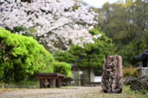 満開の桜の下の猫