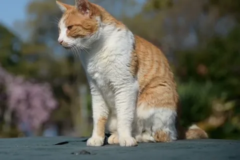 公園でグルーミングする猫