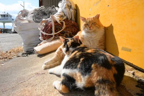 漁港で日向ぼっことする猫たち