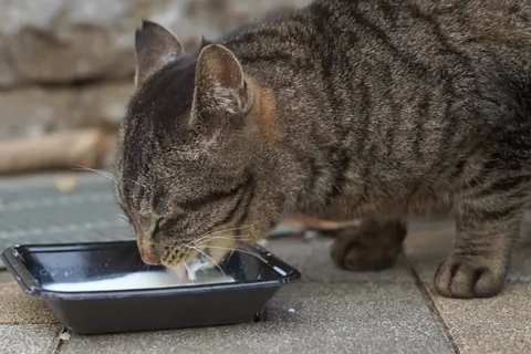貰ったミルクを飲む猫