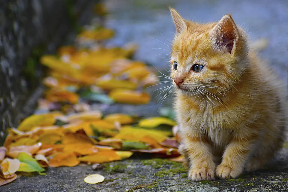Kittendag