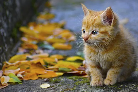 子猫日和